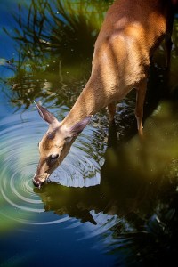 Deer drinking water