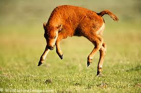 jumpingcalf