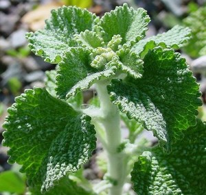 Horehound