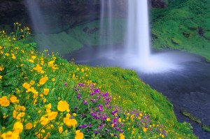 Seljalandsfoss Falls and Wildflowers, Iceland-849072