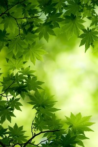 Green-Maple-Leaves-Bokeh